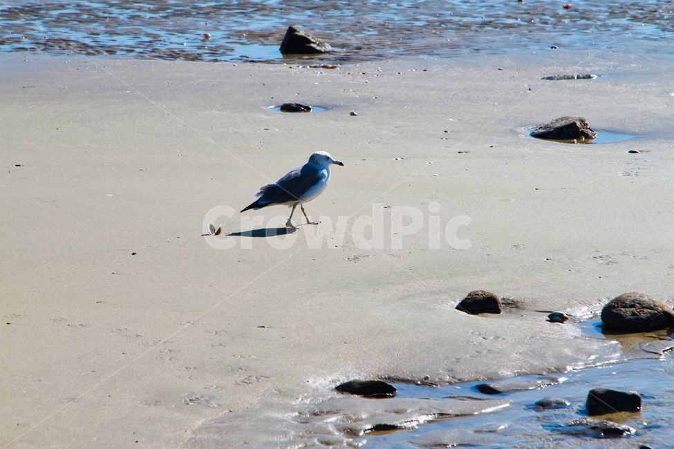 바다,갈매기,모래,모래사장,바다새,해변,바다,beach,sea,동물,animal,조류,새,birds