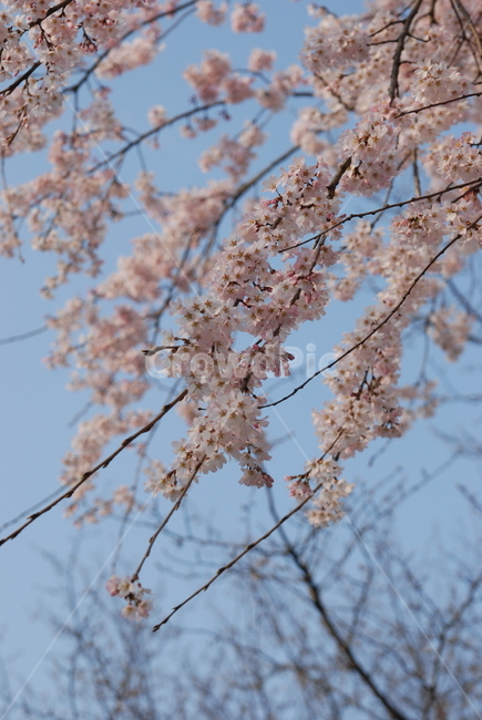 봄,벚꽃,봄나들이,벚꽃엔딩,꽃구경,봄,계절,spring,season,plant,식물,flower,꽃,blossom