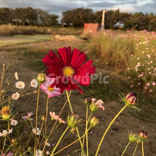 plant,식물,코스모스,cosmos,가을,가을,계절,fall,autumn,season