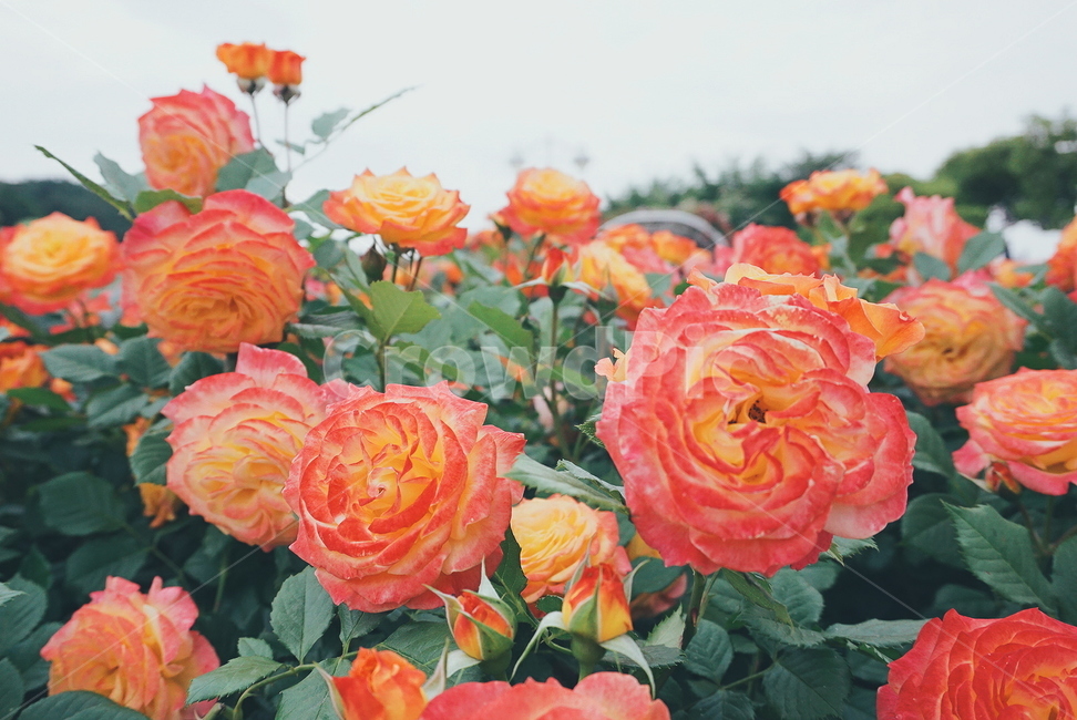 울산대공원,장미축제,울산대공원장미원,장미,꽃,장미꽃,식물,자연,plants,nature,꽃,flower