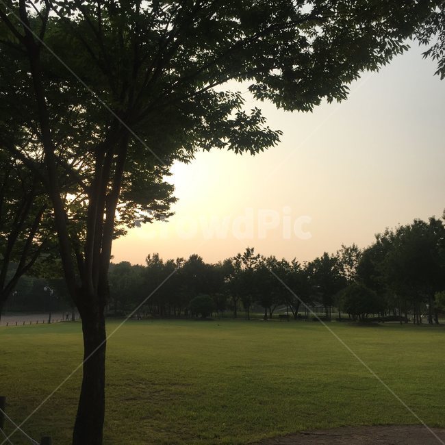 나무,노을,풍경,공원,잔디
