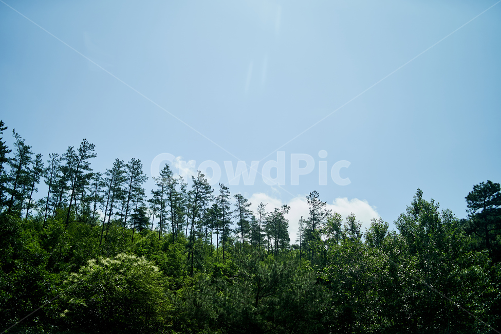 하늘,자연,구름,산,나무,sky,nature,mountain,tree,배경,풍경,자연,풍경,nature,landscape,plant,식물,fir,전나무