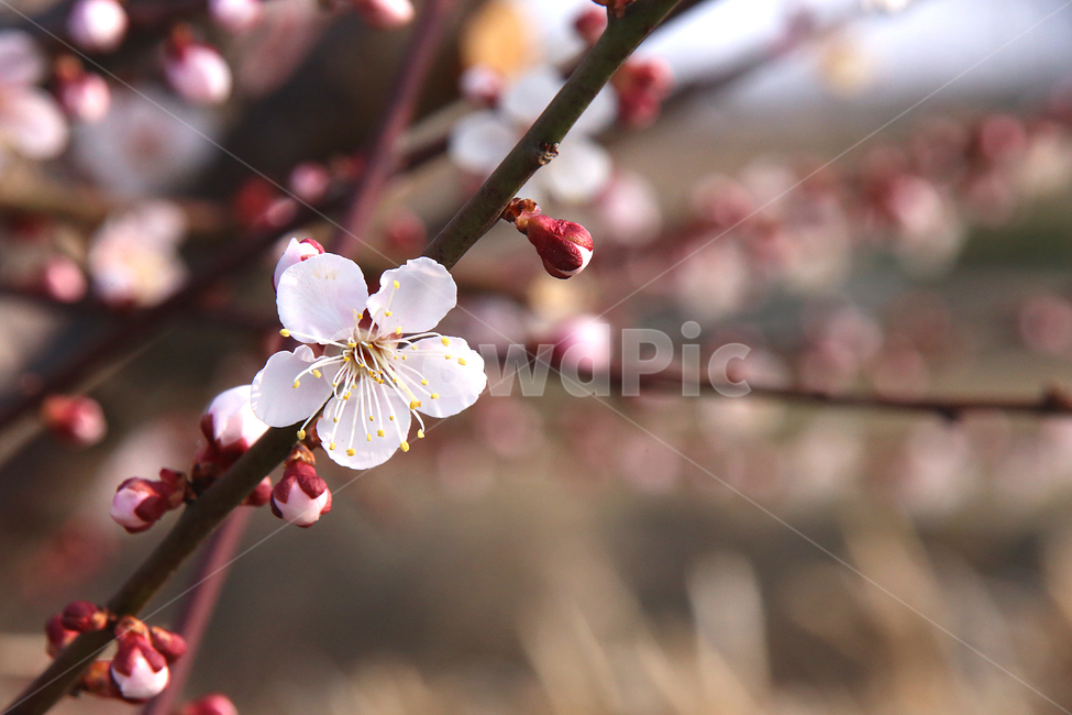 매화,꽃,매화꽃,감성,봄날,봄,자연,spring,flower,봄,계절,spring,season,식물,자연,plants,nature,꽃,flower,plant,blossom