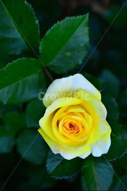 장미,장미꽃,로즈,꽃,아름다움,예쁜,플라워,데코레이션,꽃송이,꽃잎,feeling,rose,flowers,5월,계절의여왕,가시,가든,정원,앞뜰,장미원,장미축제,BEAUTIFUL,plant,garden,꽃밭,노랑장미,노란장미,옐로우,yellow,식물,자연,plants,nature,꽃,flower