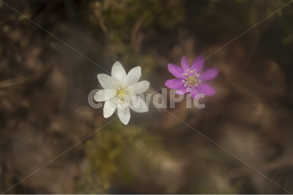 spring flowers,new spring,yong,hepatica,white hepatica,flower,Emotional photo