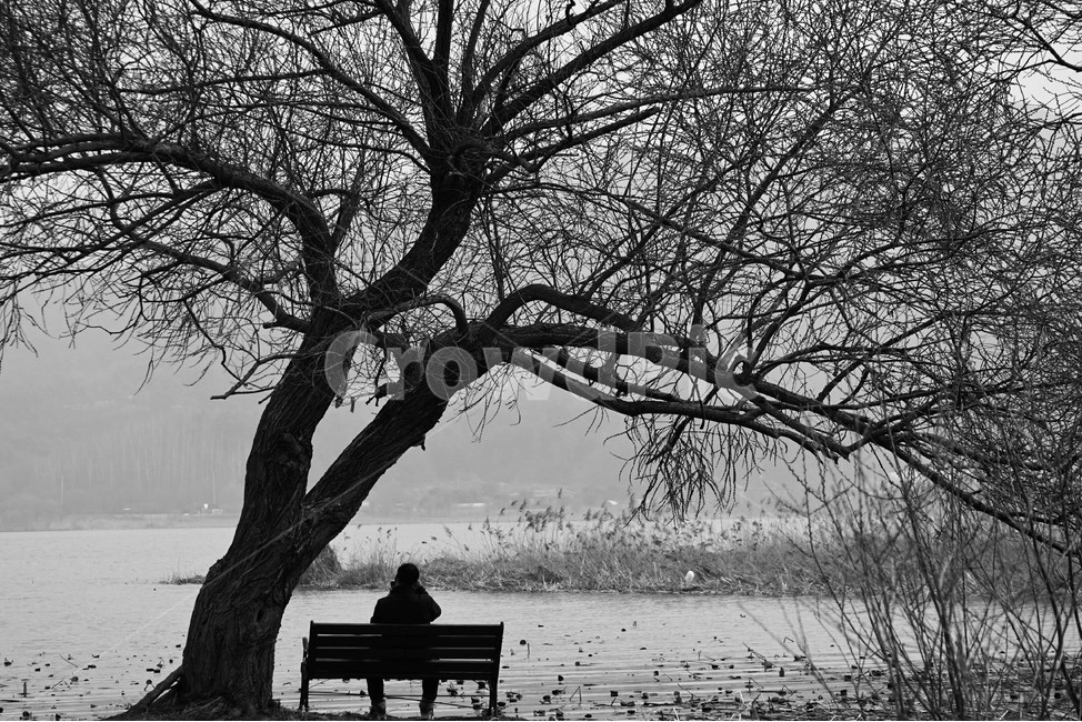 사람,나무,남자,고독,강,외로움,식물,자연,plants,nature,나무,trees,wood,사람,인물,인간,human,person,인물실루엣,사람실루엣,character silhouette,human silhouette,고독함,외로움,쓸쓸함,우울함,슬픔,lonely,solitary,흑백,모노톤,monochrome,black and white,bench,벤치,plant,tree,tree trunk,나무 줄기