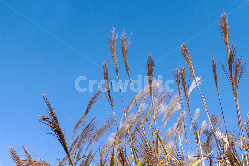 갈대,억새,가을,풀,갈색,가을정취,가을,계절,fall,autumn,season,자연,풍경,nature,landscape,grass,잔디,plant,식물,lawn