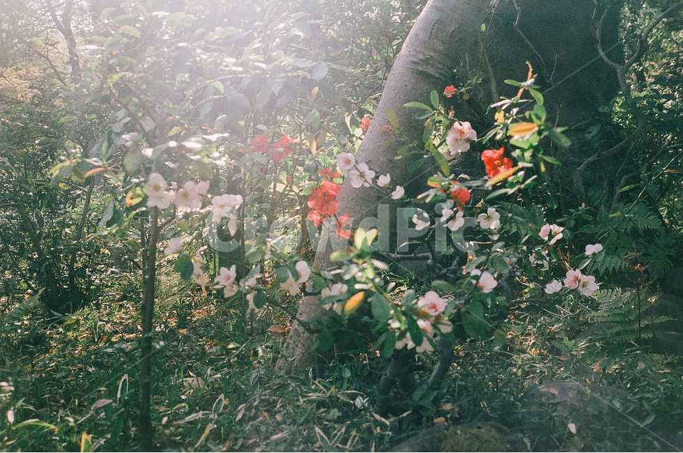 공원,산책,금붕어,호수,정원,식물,자연,plants,nature,꽃,flower