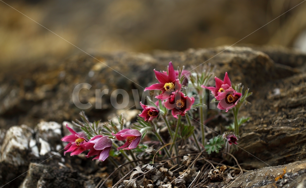 동강,영월,동강할미꽃,사진,사진취미,식물,자연,plants,nature,꽃,flower