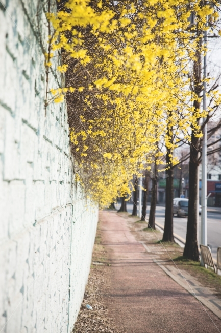 봄,개나리,꽃,꽃사진,노랑,봄,계절,spring,season,식물,자연,plants,nature,꽃,flower,path,통로