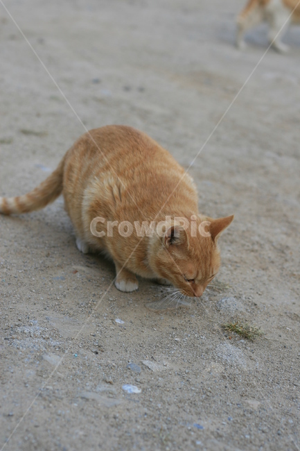 고양이,포유류,애완동물,반려동물,동물,cat,pet,animal