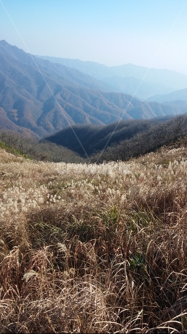 산,갈대,억새,등산,정상,자연,풍경,nature,landscape,grass,잔디,plant,식물,outdoors,옥외,mountain