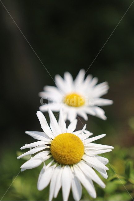 쑥부쟁이,꽃,계란꽃,들꽃,구절초,식물,자연,plants,nature,꽃,flower
