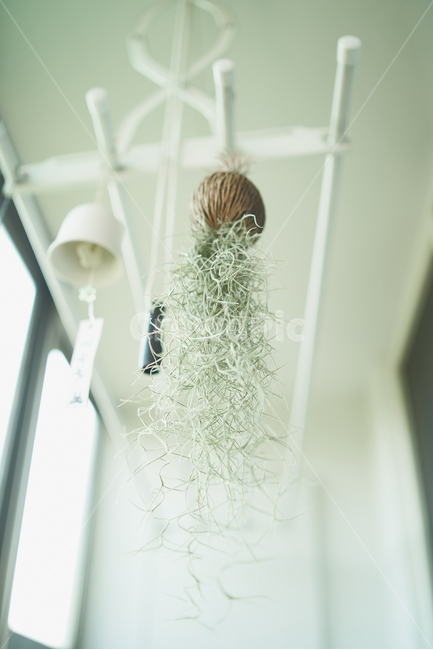 틸란드시아,녹색,식물,취미,휴식,green,plant,rest,식물,자연,plants,nature,실내용화초,화분,화초,house plant,감성,sensible,feeling,인테리어,실내디자인,interior design