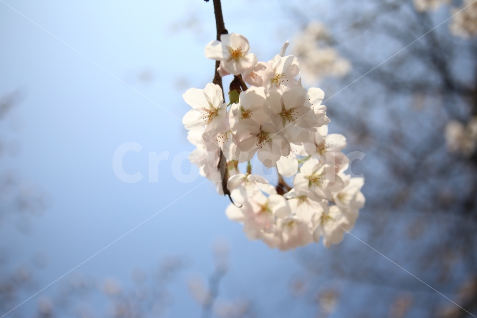 벗꽃,봄,배경,꽃망울,하늘,봄,계절,spring,season,식물,자연,plants,nature,꽃,flower,plant,blossom