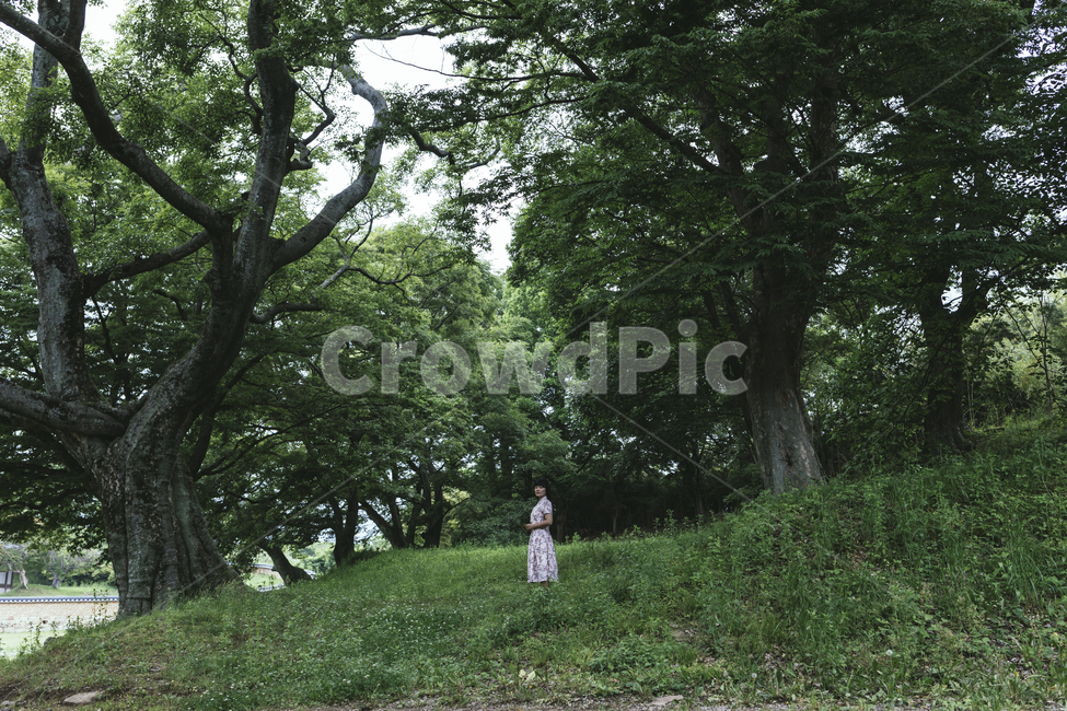 자연,숲,초록,여름,여자,여성,인물,인간,human,person,plant,식물,tree,나무,treetrunk,나무줄기,grass,잔디,풍경,야외,season,beautiful,outdoor,울창한,wood,landscape,세월,친환경,녹색,청정,힐링,피톤치드,생태,자연보호,천연,나무들,녹음,초목,summer,outdoors,사람,인물,인간,human,person,여성,여자,woman,female,lady