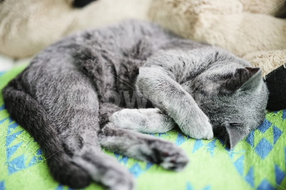 고양이,낮잠,햇빛,따듯함,감성,동물,animal,포유류,mammal,고양이,cat,kitten,kitty