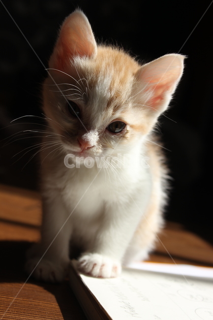 cat,고양이,animal,동물,pet,애완동물,아기고양이,동물,animal,포유류,mammal,고양이,cat,kitten,kitty