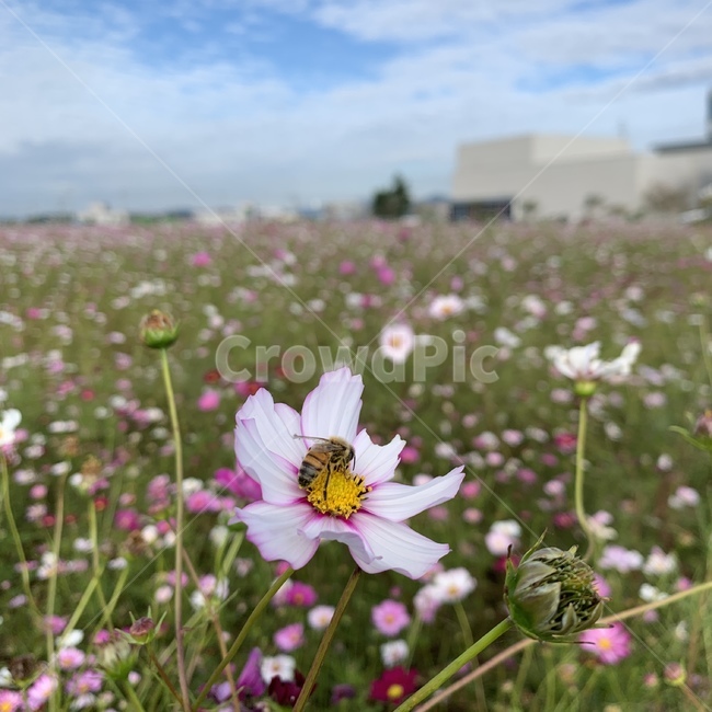 코스모스,들판,꿀벌,벌꿀,가을,flower,꽃,식물,blossom,plant,식물,자연,plants,nature,꽃,flower,곤충,벌레,insect,bug