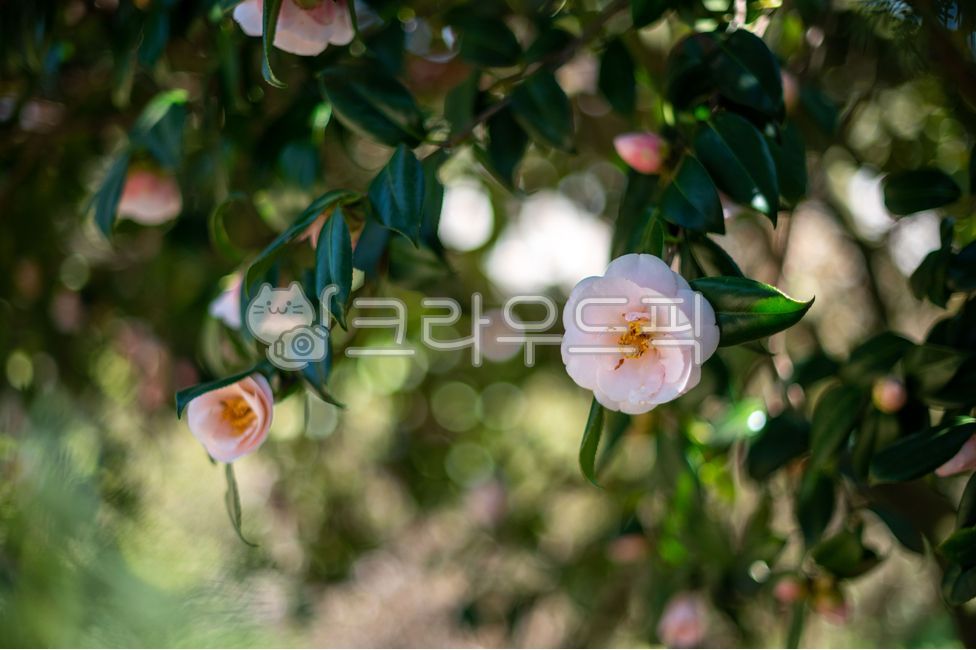 flower,꽃,petal,꽃잎,동백꽃,핑크동백,봄소식