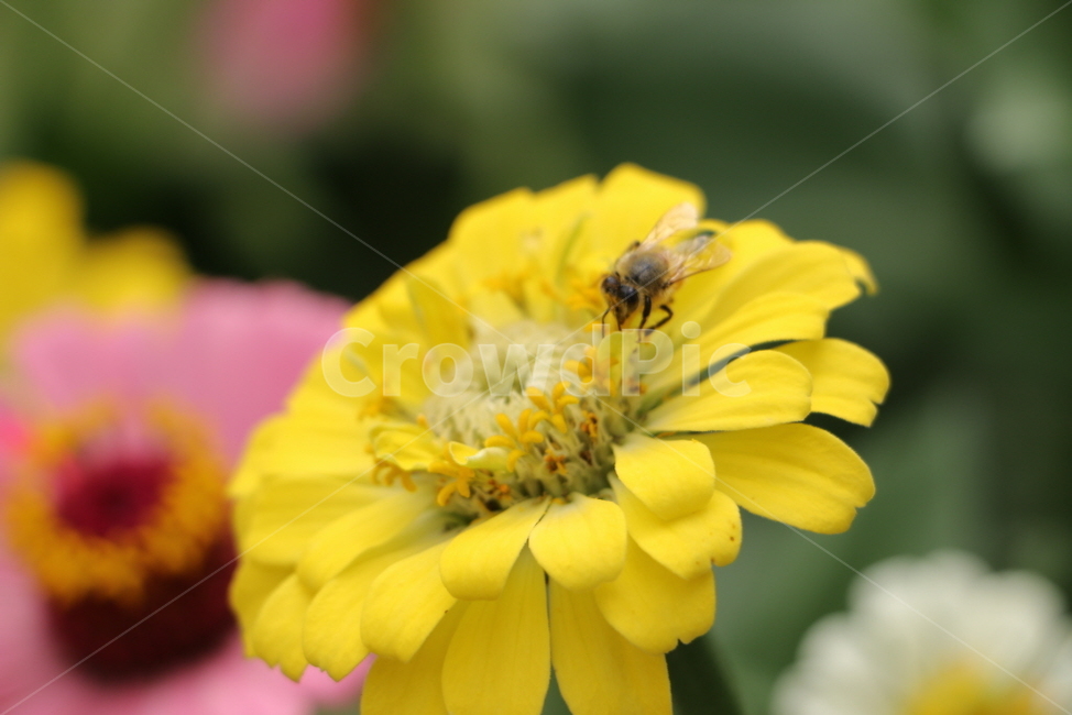 honeybee,꿀벌,식물,plant,꽃,식물,자연,plants,nature,꽃,flower,곤충,벌레,insect,bug