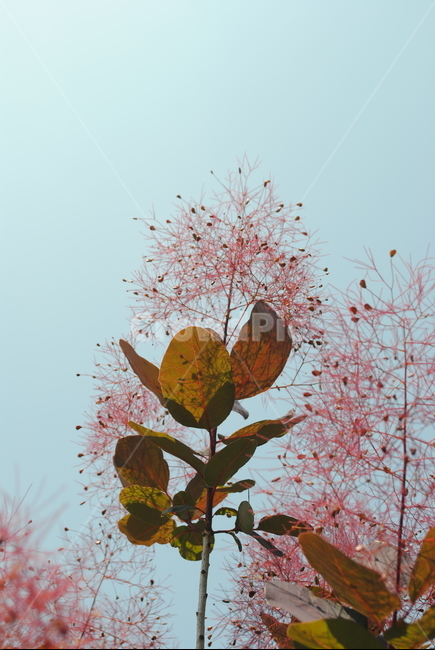 자연,나무,분홍꽃,꽃,나뭇잎,식물,자연,plants,nature,꽃,flower