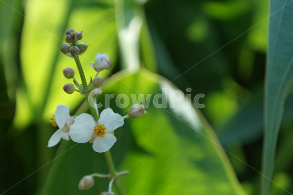 꽃,접사,자연,초록,잎,꽃잎,풀,힐링,식물,자연,plants,nature,꽃,flower