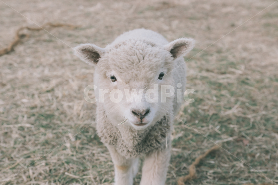 필름,감성,양떼,목장,봄,동물,animal,포유류,mammal,산업,industry,industrial,목축업,목장,livestock farming,ranching,pasture