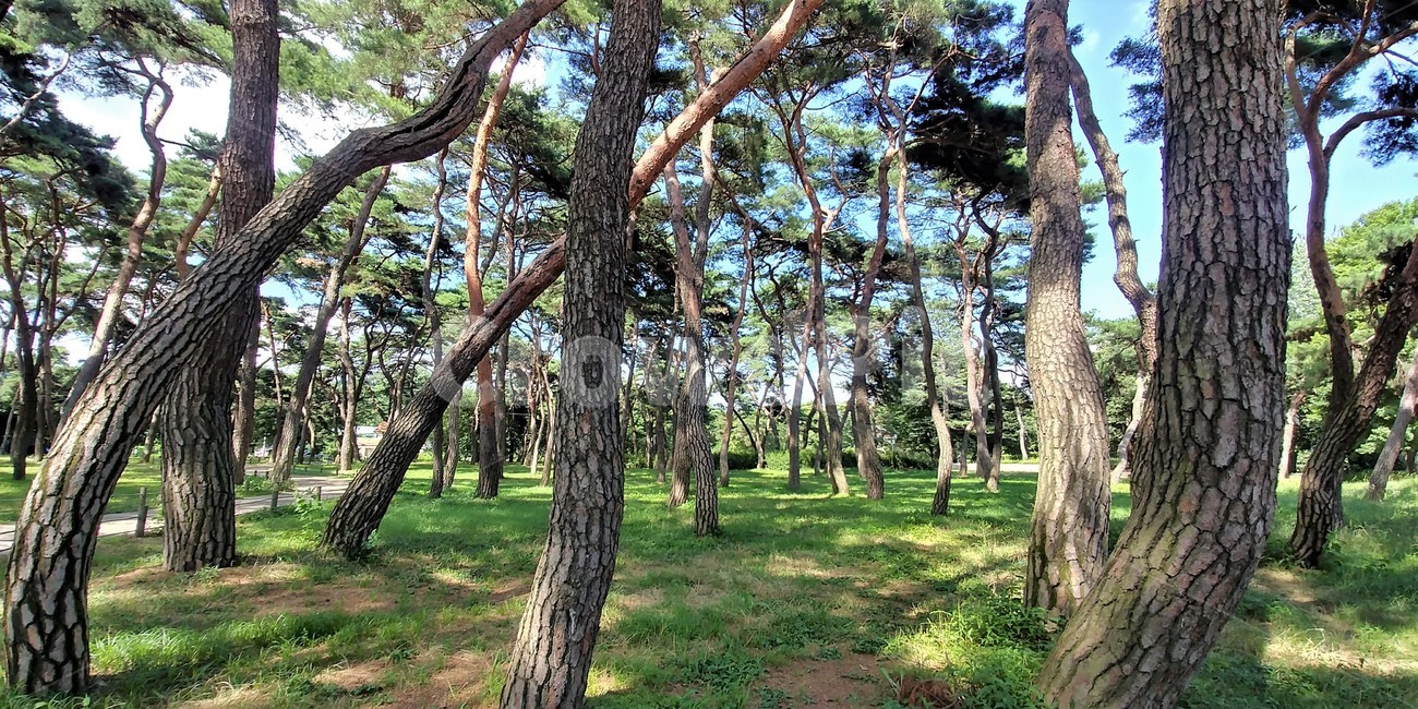 송호리솔밭,송호리국민관광단지,송호리송림,금강,소나무,명품소나무,자연,풍경,nature,landscape,한국자연풍경,한국자연경관,korea nature landscape,식물,plants,나무,trees,wood,tree,plant,tree trunk,나무 줄기