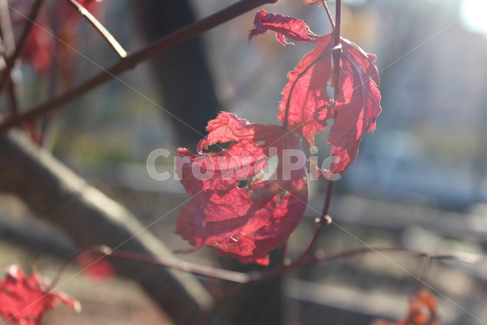 maple,red,단풍,tree,winter