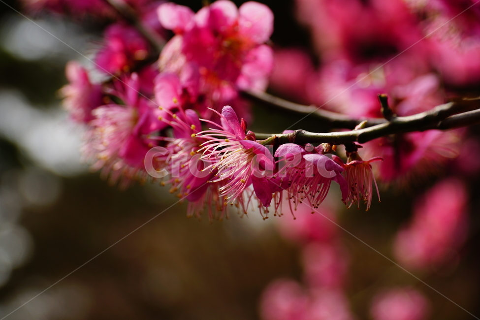 홍매화,한국자연,꽃,꽃사진,플라워,flower,봄,봄꽃,spring,식물,plants,자연,nature,풍경,landscape,계절,season,snap,스냅,접사,macro,closeup,클로즈업,감성사진,감성,힐링,healing,느낌,feel,feeling,꽃밭,화단,나무,나뭇가지,tree,꽃봉오리,4월,April,봄,계절,spring,season,식물,자연,plants,nature,꽃,flower,plant