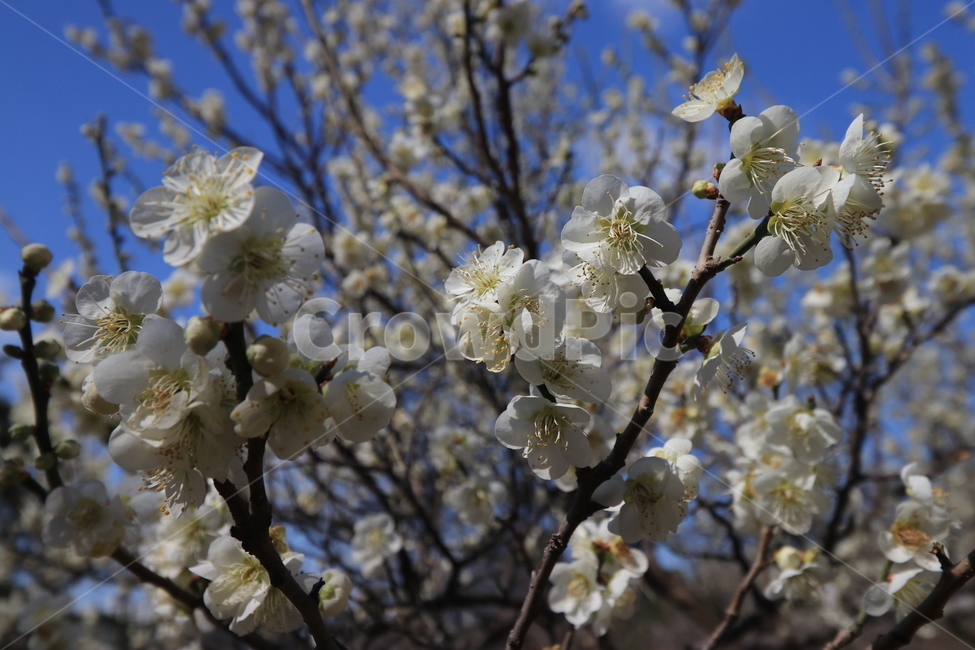 봄,벚꽃,꽃,spring,flower,cherryblossoms,봄,계절,spring,season,식물,자연,plants,nature,꽃,flower,plant,blossom