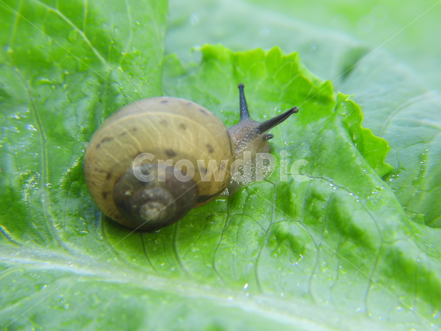 달팽이,상추,자연,snail,녹색