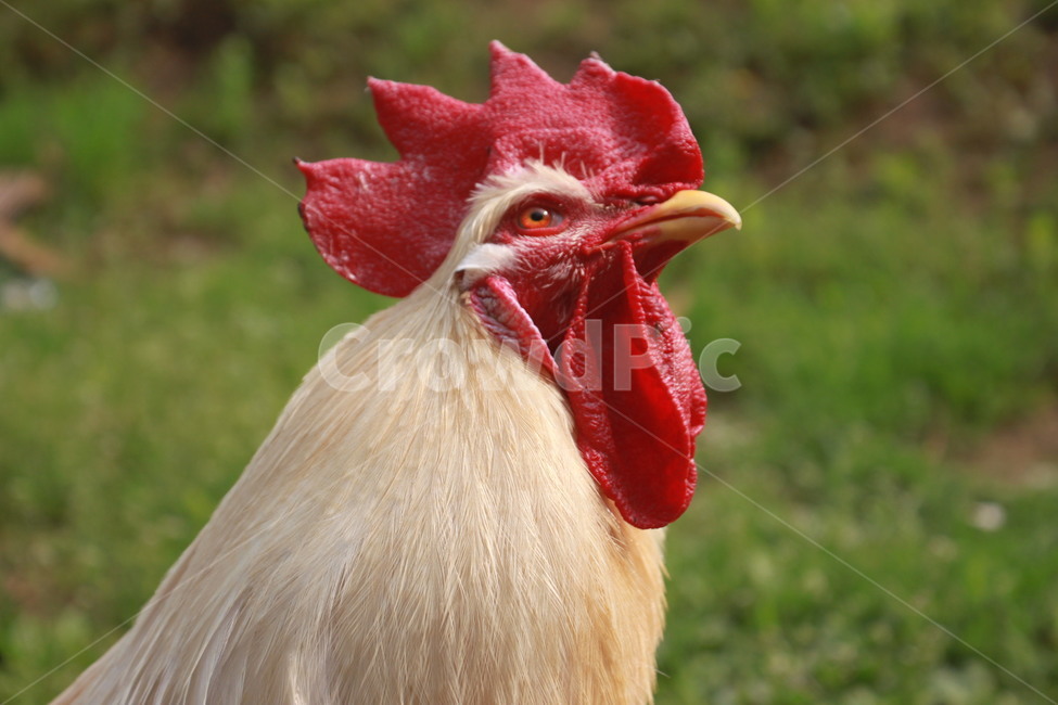 동물,닭,수탉,애완닭,동물농장,동물복지,animal,bird,chicken,동물,animal,조류,새,birds