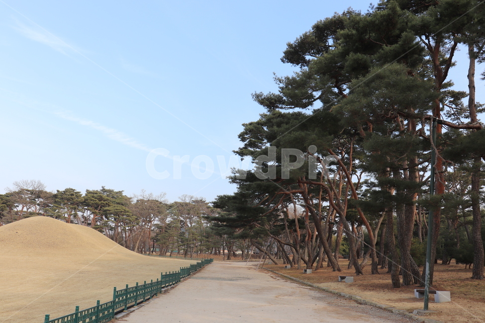 경주,오릉,산책,소나무,릉,나무,하늘,푸른,길,자연,풍경,nature,landscape