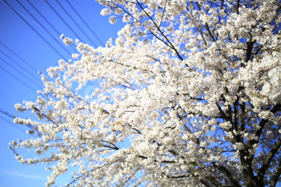 벗꽃,만개,plant,blossom,꽃,감성