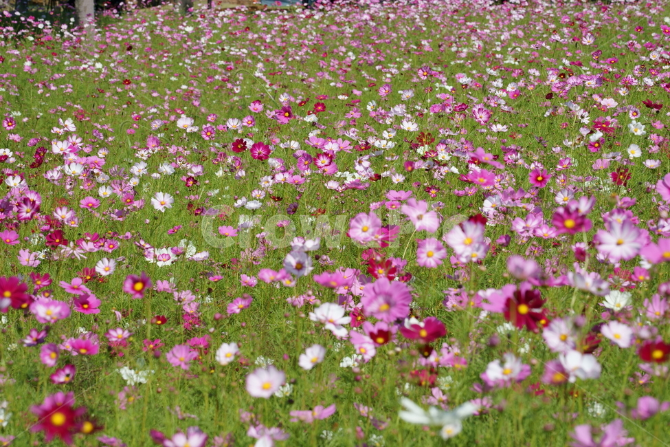 코스모스,가을,자연,꽃,cosmos,fall,autumn,flower,nature,beautiful,field,grassland,outdoors,보라색
