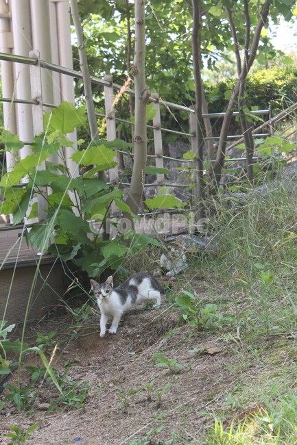 고양이,길냥이,새끼고양이,cat,유기묘,수풀,어미고양이,동물,풀,kitten,baby,grass,mammal,포유류,길거리고양이,야옹이,streetcat,wildcat,경계