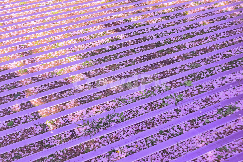 벚꽃,벚꽃잎,낙화,꽃잎,봄배경,야외,옥외,배경,백그라운드,아웃도어,plant,식물,blossom,꽃,flower,분홍색꽃,핑크색,pink,늦봄,벚꽃엔딩,보라색,라인,선,패턴,pattern