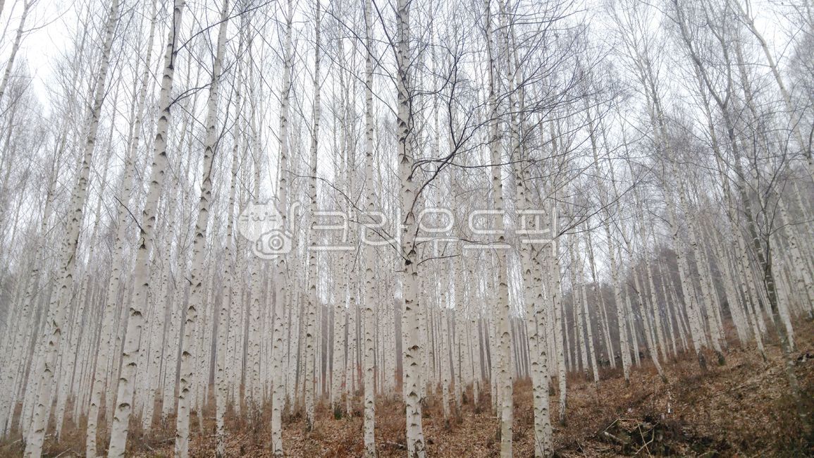 birch tree,Inje,winter forest,nature,winter,feeling,winter tree,trees,outdoors,winter mountain,birch forest,plants,sight,season,Emotion,landscape,sensible