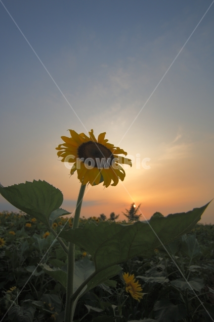 여행,자연,식물,해바라기,풍경,일몰,석양,꽃,식물,자연,plants,nature,꽃,flower