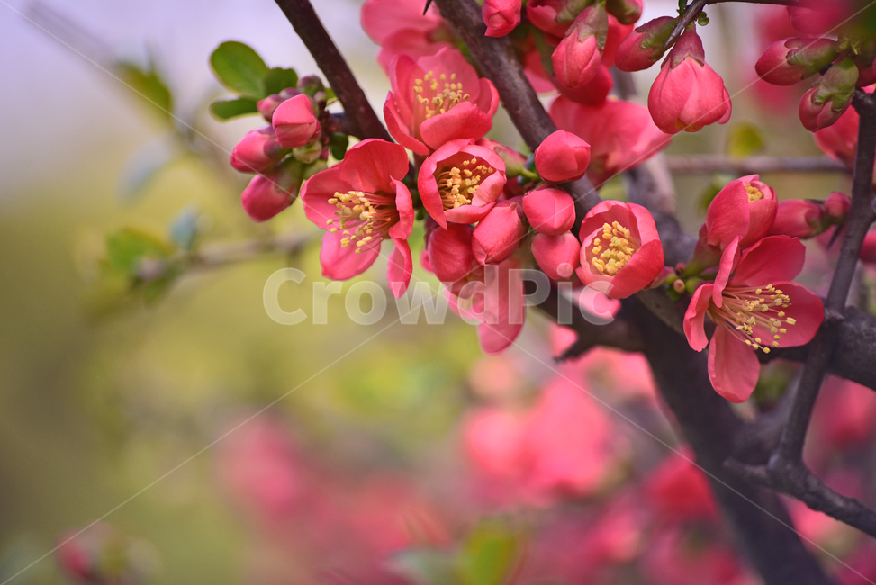 flare,Rosaceae,Spring background,ornamental,spring flowers,season,Myeongja tree,flowers,blossom,springflowers,flower,red flower,outdoor,outdoors,background,plant,deciduous shrub,tree flower