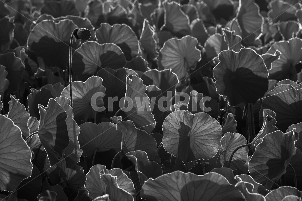연,연잎,연밭,식물,수생,모노톤,식물,자연,plants,nature,흑백,모노톤,monochrome,black and white