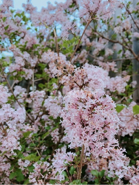 봄,꽃,꽃나무,수수꽃다리,라일락
