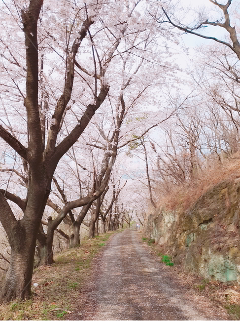 봄,벚꽃,꽃,낭만,감성,평화,봄,계절,spring,season,자연,풍경,nature,landscape,tree,나무,plant,식물,tree trunk,나무 줄기