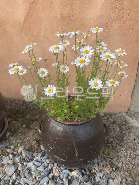 white flower,green,flower garden,flower,White,pot,background,plant,jar,daisy