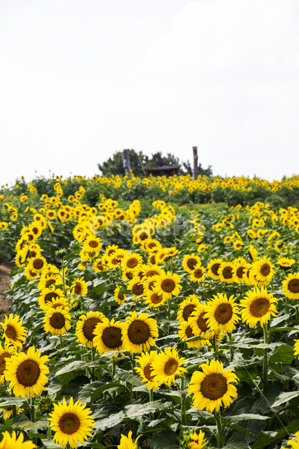 해바라기,꽃,풍경,경치,가을,plant,식물,식물,자연,plants,nature,꽃,flower