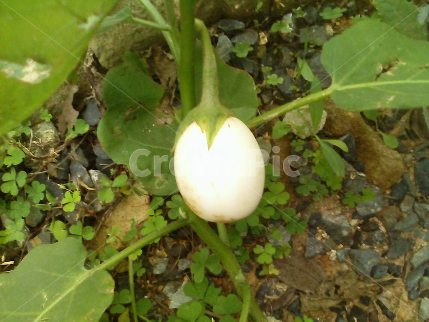 식물,열매,풀,녹색식물,화단,식물,자연,plants,nature,과일,열매,fruit