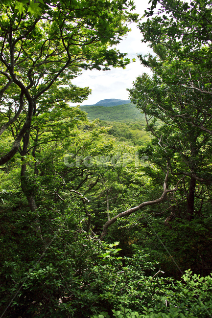 숲,자연,나무,한라산,식물,등산,제주,사라봉,자연,풍경,nature,landscape,vegetation,초목,plant,outdoors,옥외,land,땅,rainforest,열대 우림,tree,jungle,밀림,woodland,삼림지,forest