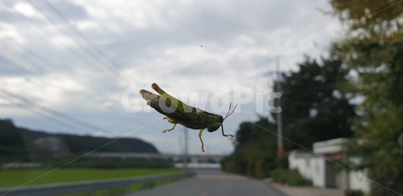 메뚜기,곤충,동물,insect,grasshopper,곤충,벌레,insect,bug